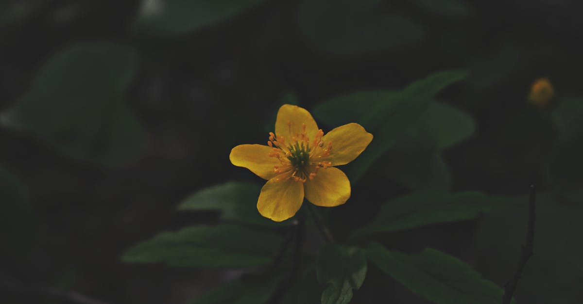 découvrez dimensione natura, un espace dédié à la beauté et à l'harmonie de la nature. explorez nos produits écoresponsables et engagez-vous pour un mode de vie durable tout en préservant l'environnement.