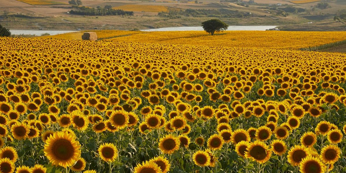 découvrez 'dimensione natura', un espace dédié à l'exploration des merveilles de la nature, aux produits écologiques et à un mode de vie durable. plongez dans un univers où la biodiversité et l'éthique se rencontrent pour un avenir meilleur.