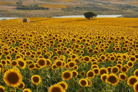 découvrez 'dimensione natura', un espace dédié à l'exploration des merveilles de la nature, aux produits écologiques et à un mode de vie durable. plongez dans un univers où la biodiversité et l'éthique se rencontrent pour un avenir meilleur.