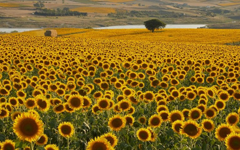 découvrez 'dimensione natura', un espace dédié à l'exploration des merveilles de la nature, aux produits écologiques et à un mode de vie durable. plongez dans un univers où la biodiversité et l'éthique se rencontrent pour un avenir meilleur.