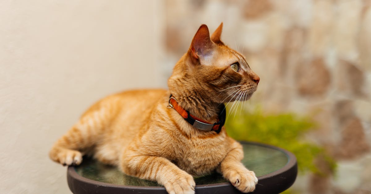 découvrez notre collection de colliers pour chats, alliant confort, sécurité et style. offrez à votre félin un accessoire tendance grâce à nos colliers ajustables, disponibles en diverses couleurs et motifs. parfait pour identifier votre compagnon à quatre pattes tout en ajoutant une touche de personnalité à son look !