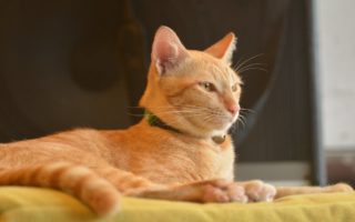 découvrez notre sélection de colliers pour chats, alliant confort et style. protégez votre félin tout en lui offrant un accessoire tendance avec des designs variés et des matériaux de qualité.