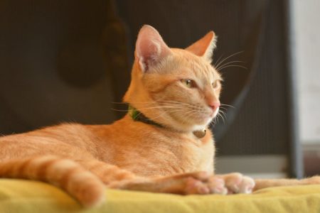 découvrez notre sélection de colliers pour chats, alliant confort et style. protégez votre félin tout en lui offrant un accessoire tendance avec des designs variés et des matériaux de qualité.