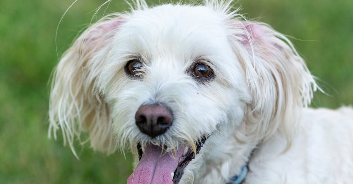 découvrez notre vaste sélection de colliers pour chiens, alliant confort, style et sécurité. parfaits pour tous les animaux de compagnie, nos colliers sont conçus pour répondre aux besoins des chiens de toutes tailles. offrez à votre fidèle compagnon un accessoire à la fois élégant et pratique pour ses promenades.