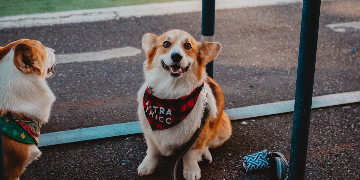 découvrez notre collection de colliers pour chiens alliant confort et style. offrez à votre compagnon à quatre pattes un accessoire à la fois tendance et durable, conçu pour garantir sécurité et bien-être lors de vos promenades.