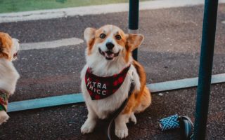 découvrez notre collection de colliers pour chiens alliant confort et style. offrez à votre compagnon à quatre pattes un accessoire à la fois tendance et durable, conçu pour garantir sécurité et bien-être lors de vos promenades.