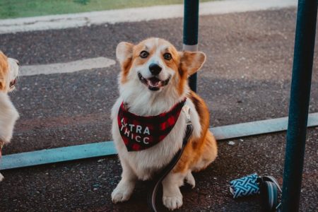 découvrez notre collection de colliers pour chiens alliant confort et style. offrez à votre compagnon à quatre pattes un accessoire à la fois tendance et durable, conçu pour garantir sécurité et bien-être lors de vos promenades.