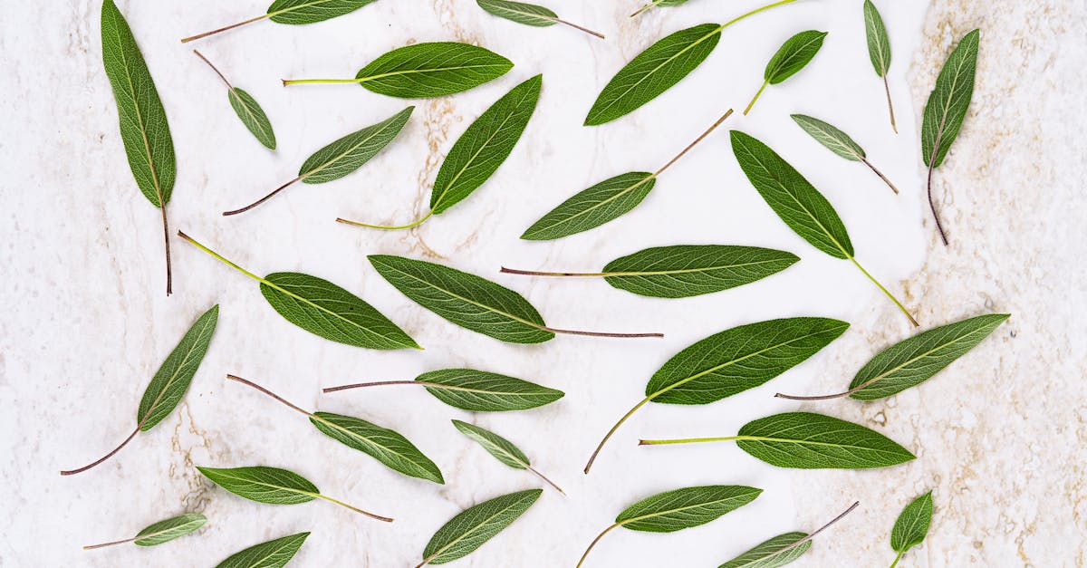 découvrez la tendance apaisante du vert sauge, une couleur douce et naturelle qui apporte une touche de sérénité à votre intérieur. idéale pour la décoration, le vert sauge s'harmonise parfaitement avec divers styles, du moderne au vintage. inspirez-vous de nos idées et conseils pour l'intégrer dans votre chez-vous.