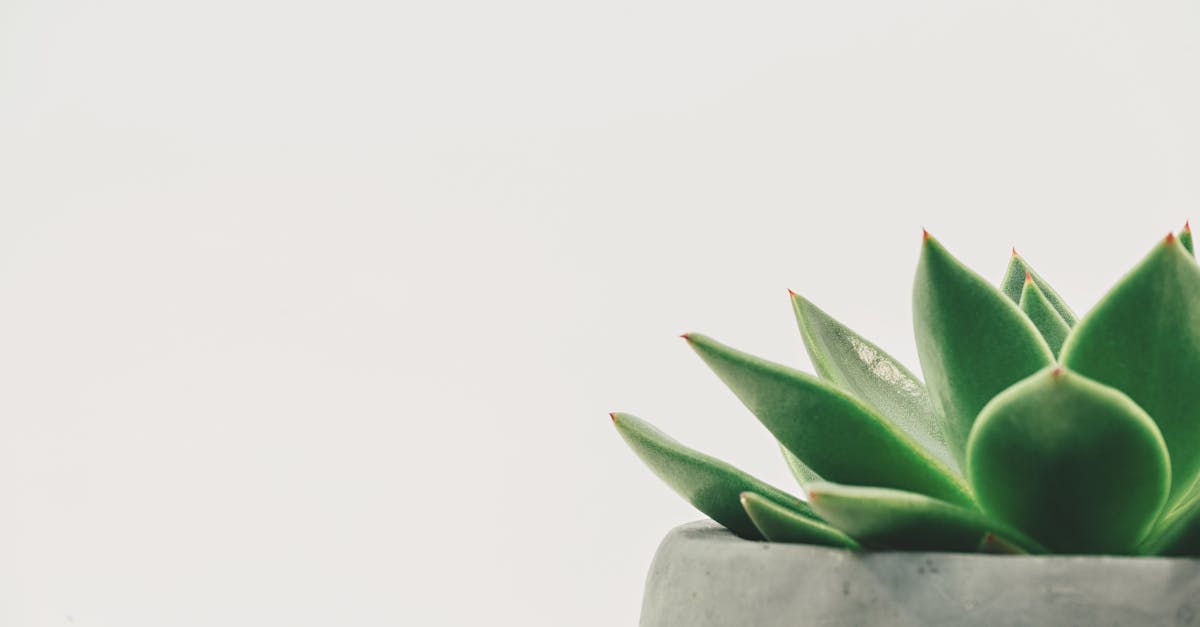 découvrez des idées de décorations originales, tendances et inspirantes pour sublimer votre intérieur ou vos évènements. astuces, conseils et sélections d’objets déco pour tous les styles et tous les budgets !